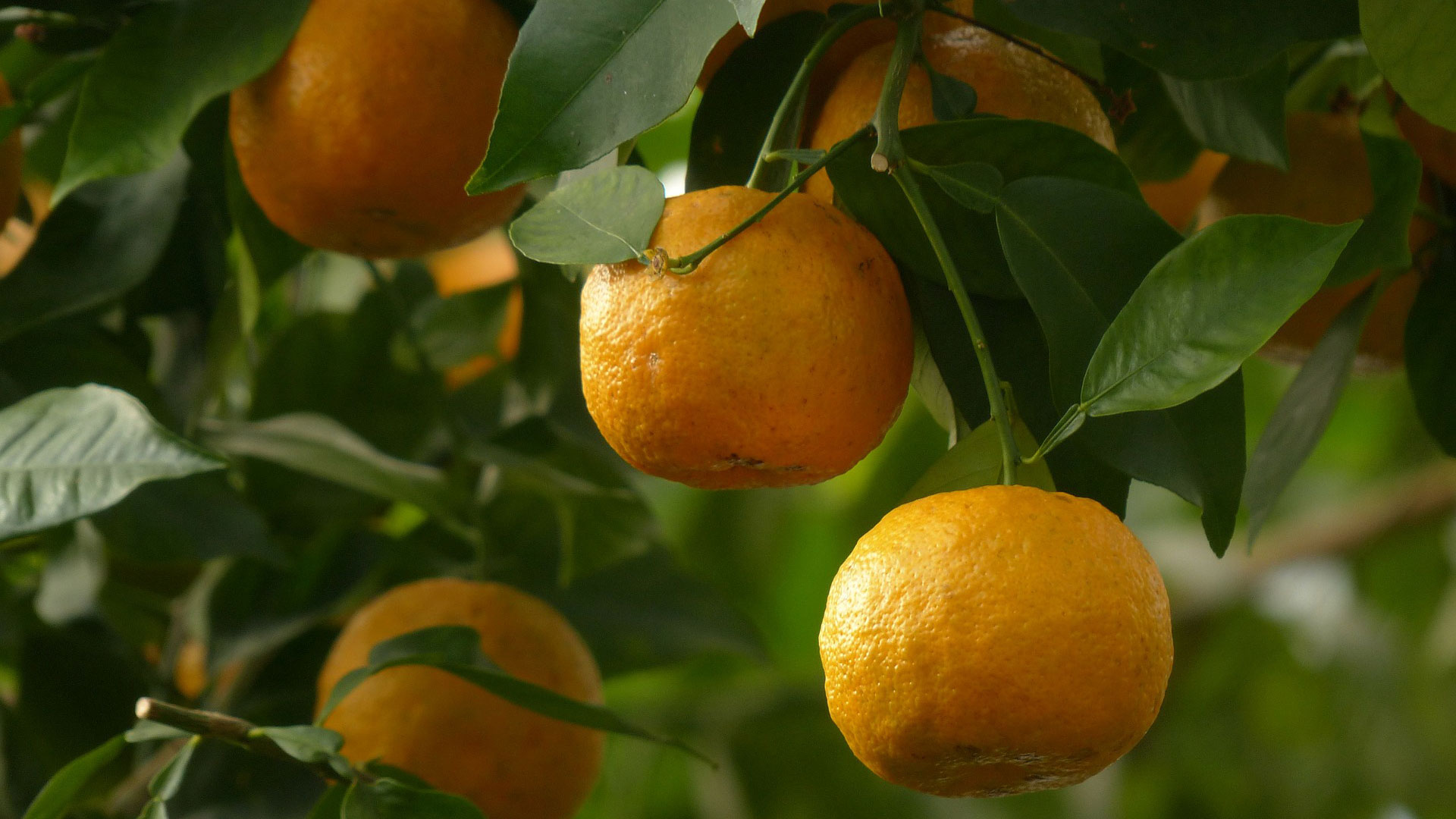 Bitterorange