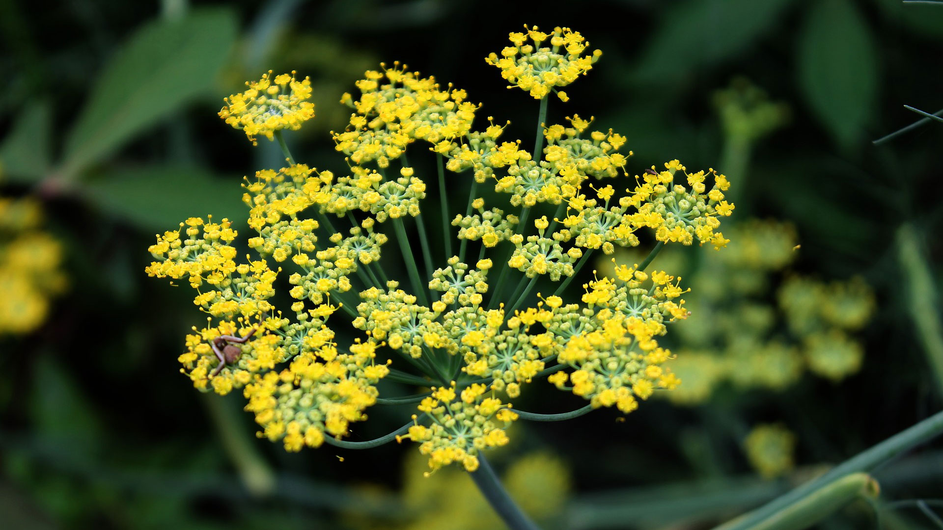 Fenchel